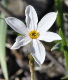 Narcissus obsoletus