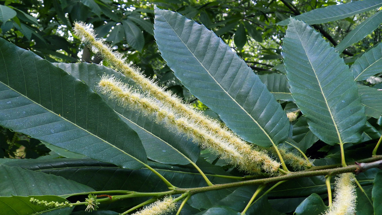 Image of Castanea sativa specimen.