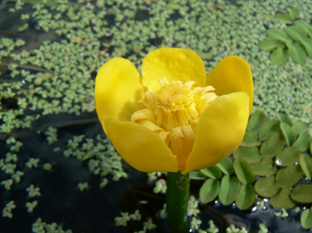 Image of Nuphar japonica specimen.