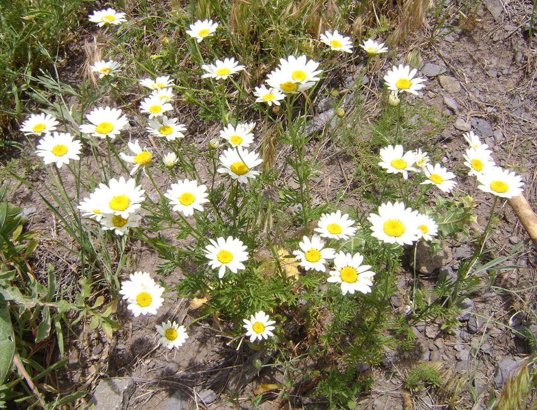 Изображение особи род Anthemis.