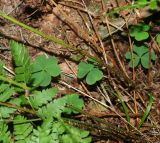 Dryopteris carthusiana. Рахисы вай (видны плёнчатые чешуи). Московская обл., Раменский р-н, окр. пос. Ильинский, Ильинский лес, в ельнике-черничнике. 29.07.2018.