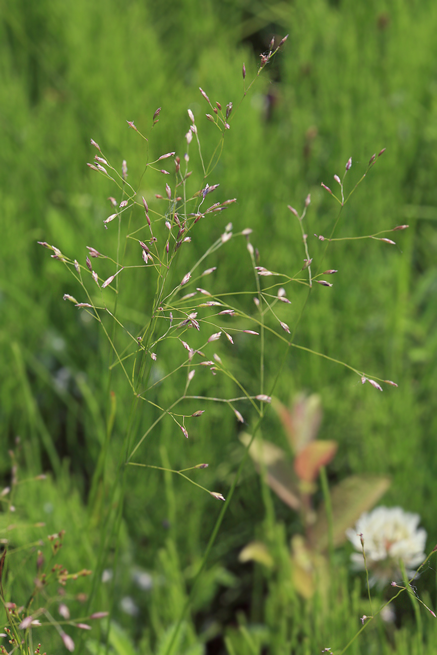 Image of Poa palustris specimen.