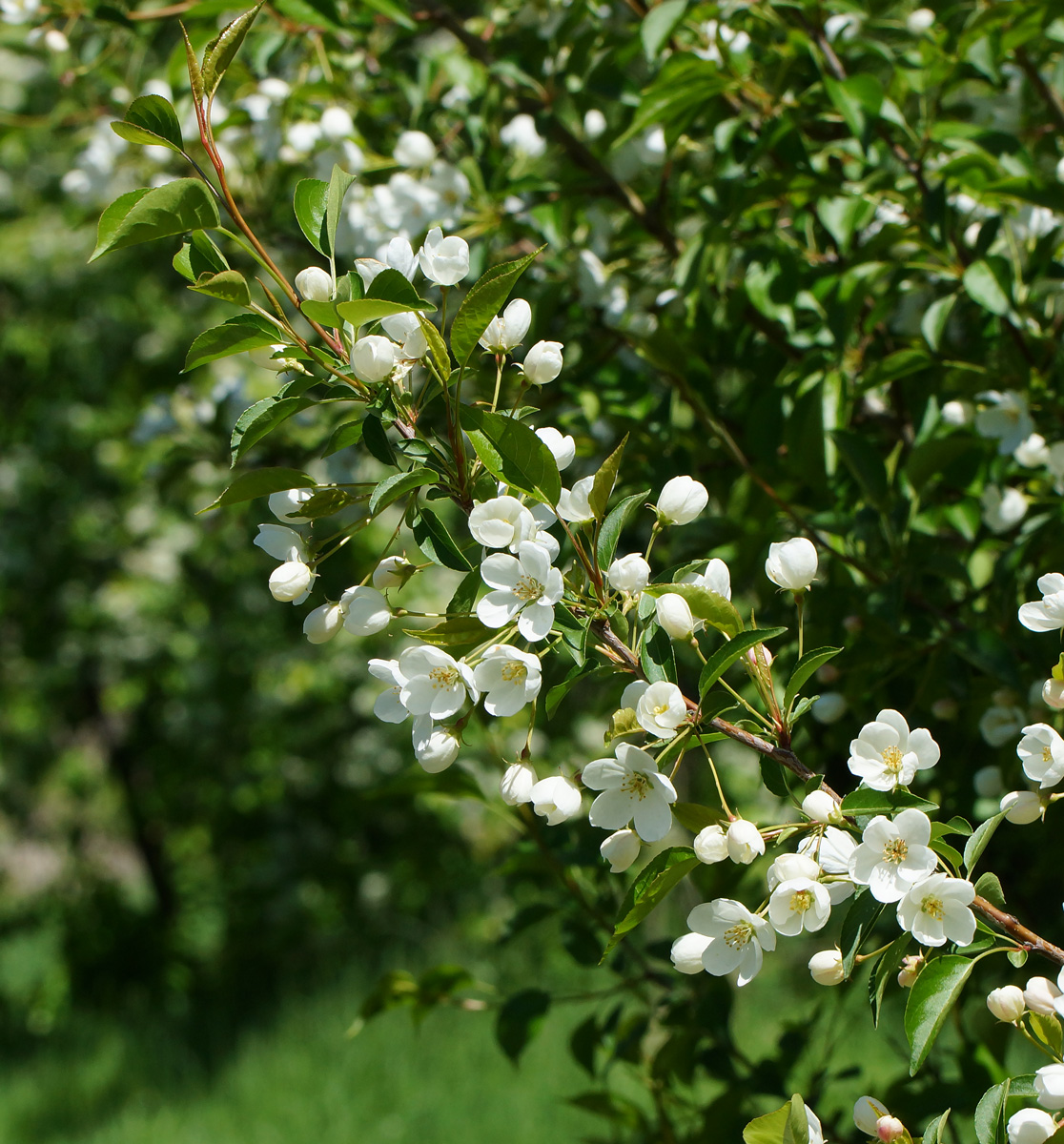 Изображение особи Malus prunifolia.