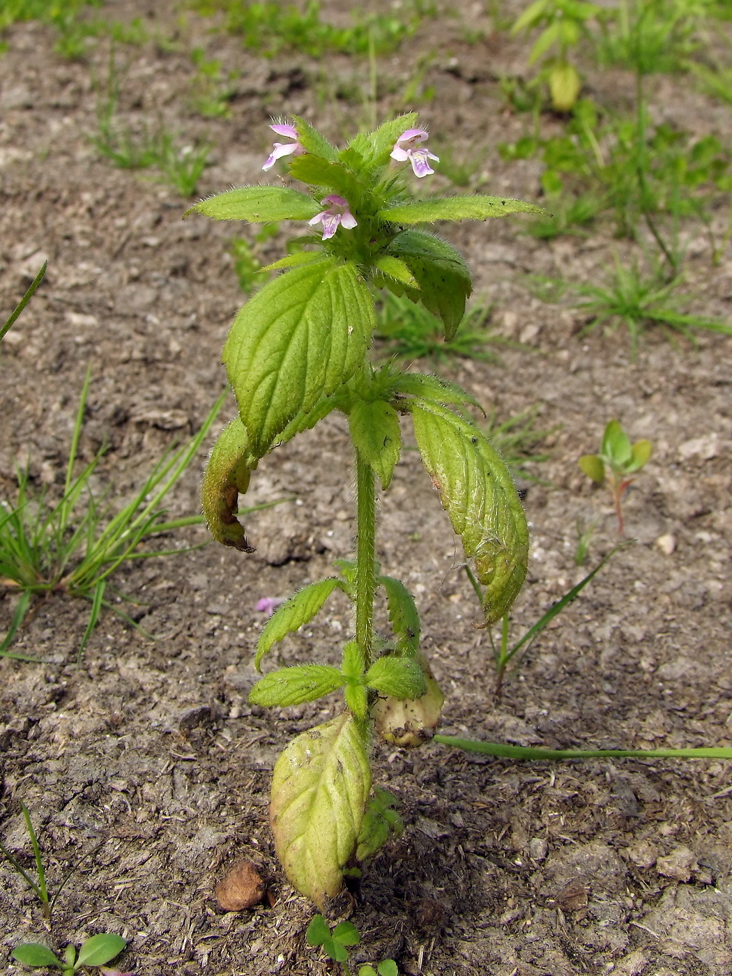 Image of Galeopsis bifida specimen.