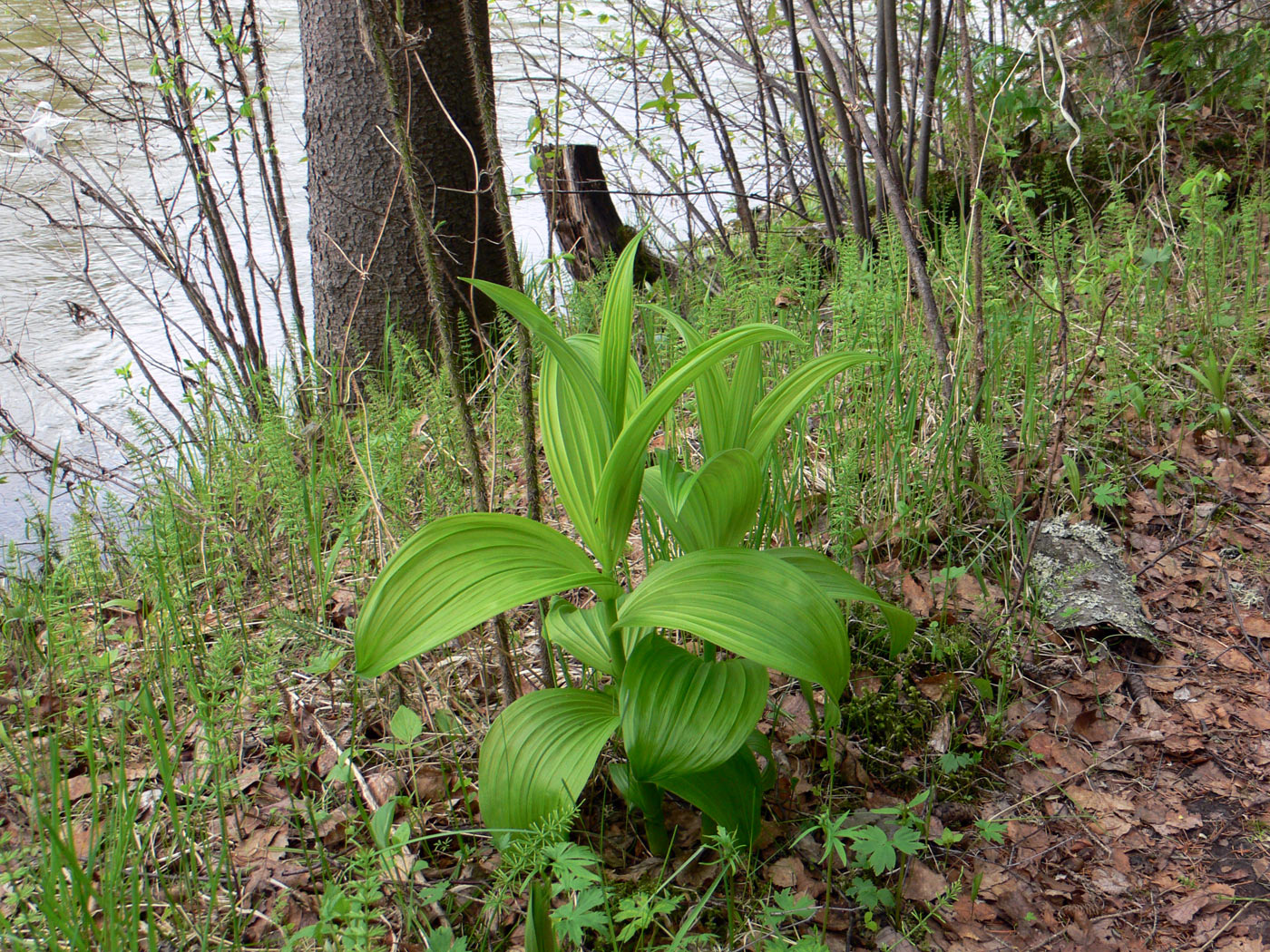 Изображение особи Veratrum lobelianum.