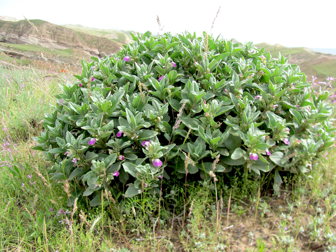 Image of Ajuga turkestanica specimen.