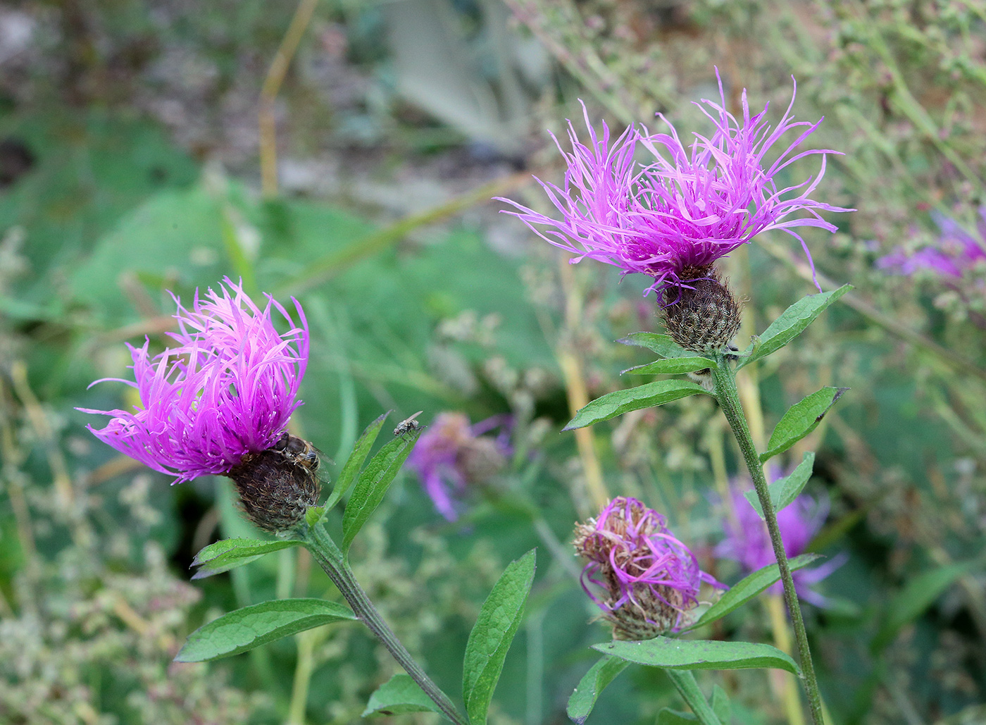 Изображение особи Centaurea phrygia.