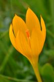 Crocus scharojanii