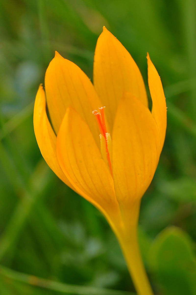 Изображение особи Crocus scharojanii.