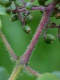 Sambucus sibirica. Часть побега с соплодием. Кировская обл., г. Кирово-Чепецк, лесопарк. 24.06.2018.