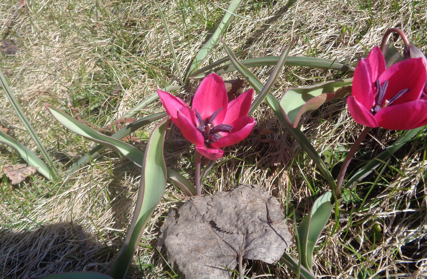 Image of Tulipa humilis specimen.