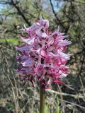 Orchis simia. Соцветие. Дагестан, окр. г. Дербент, луговина. 23.04.2019.