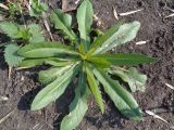 Cichorium intybus