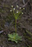 Androsace filiformis