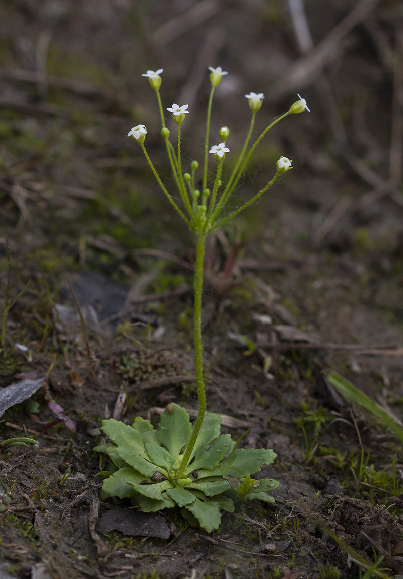 Image of Androsace filiformis specimen.