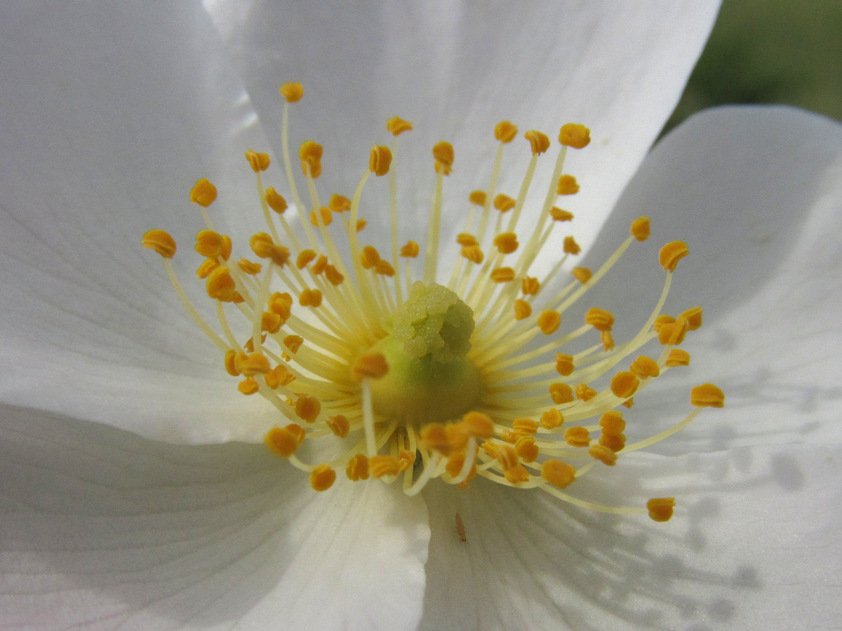 Image of Rosa marginata specimen.