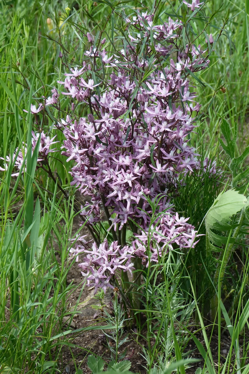 Изображение особи Cynanchum purpureum.