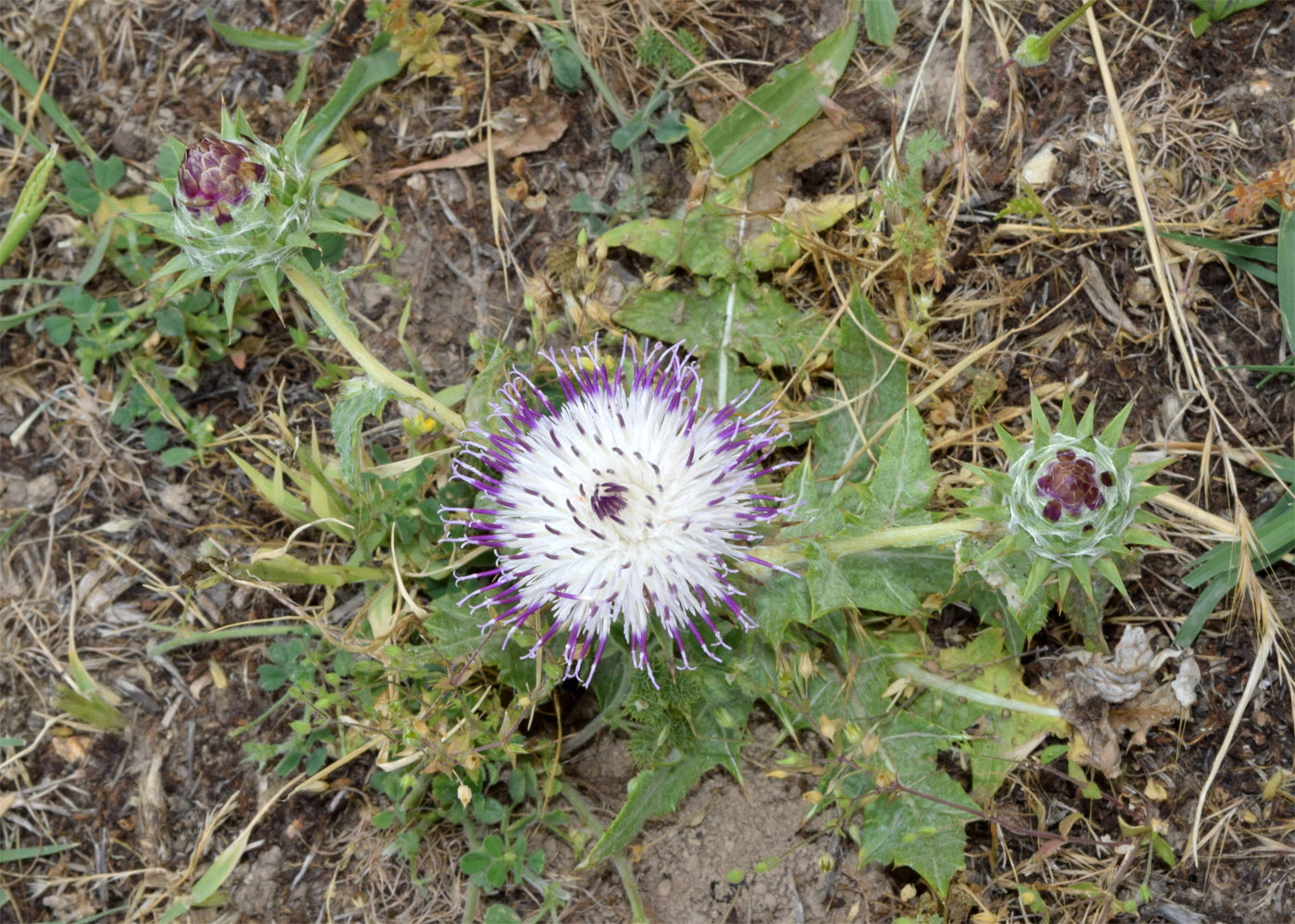 Изображение особи Cousinia microcarpa.