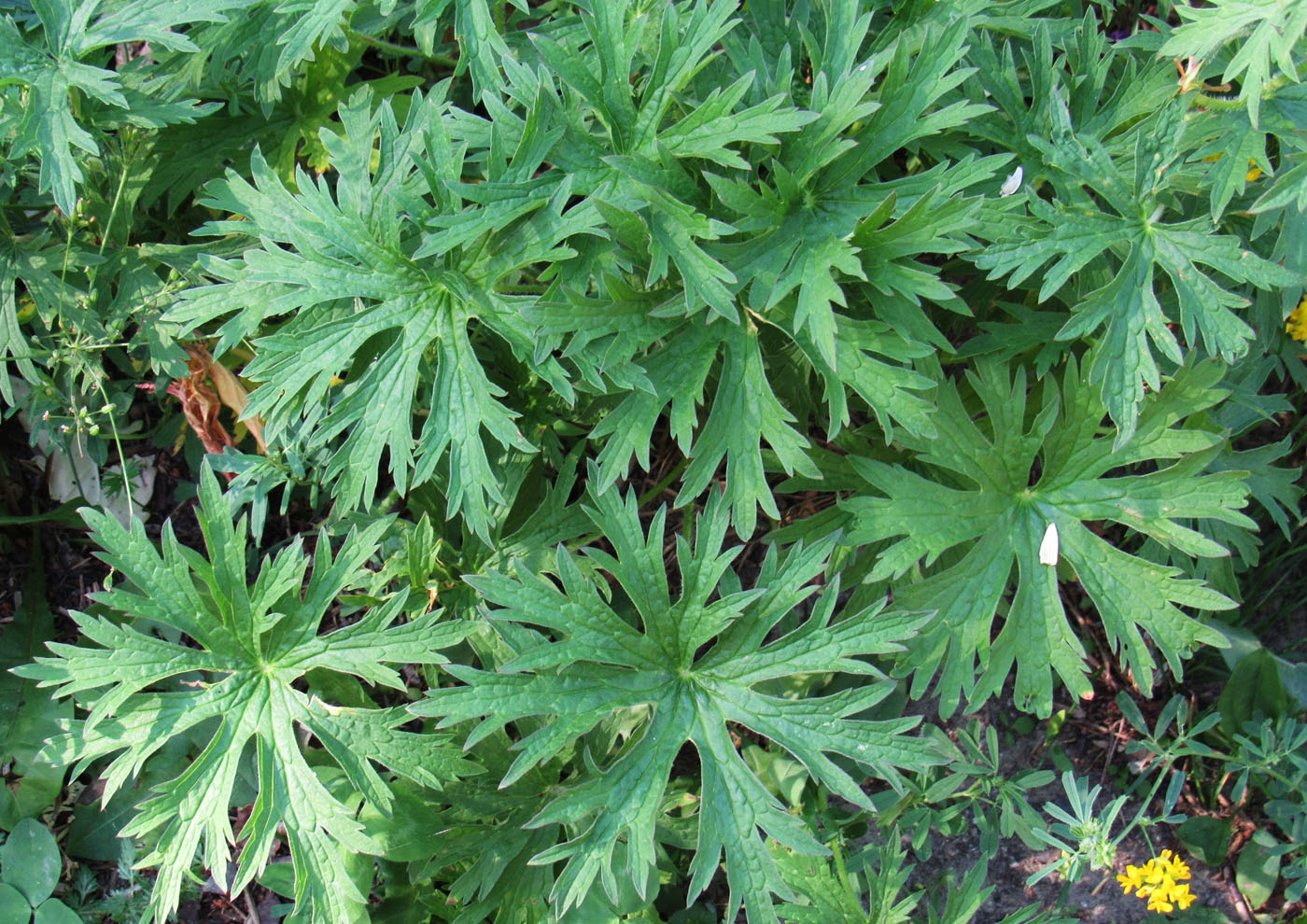 Image of Geranium pratense specimen.