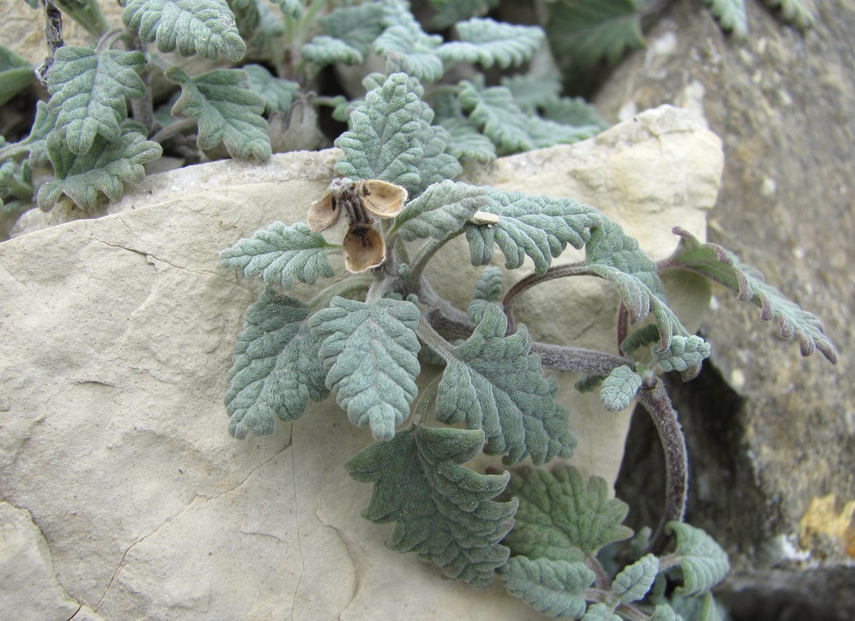 Image of Scutellaria novorossica specimen.