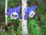 Aquilegia sibirica