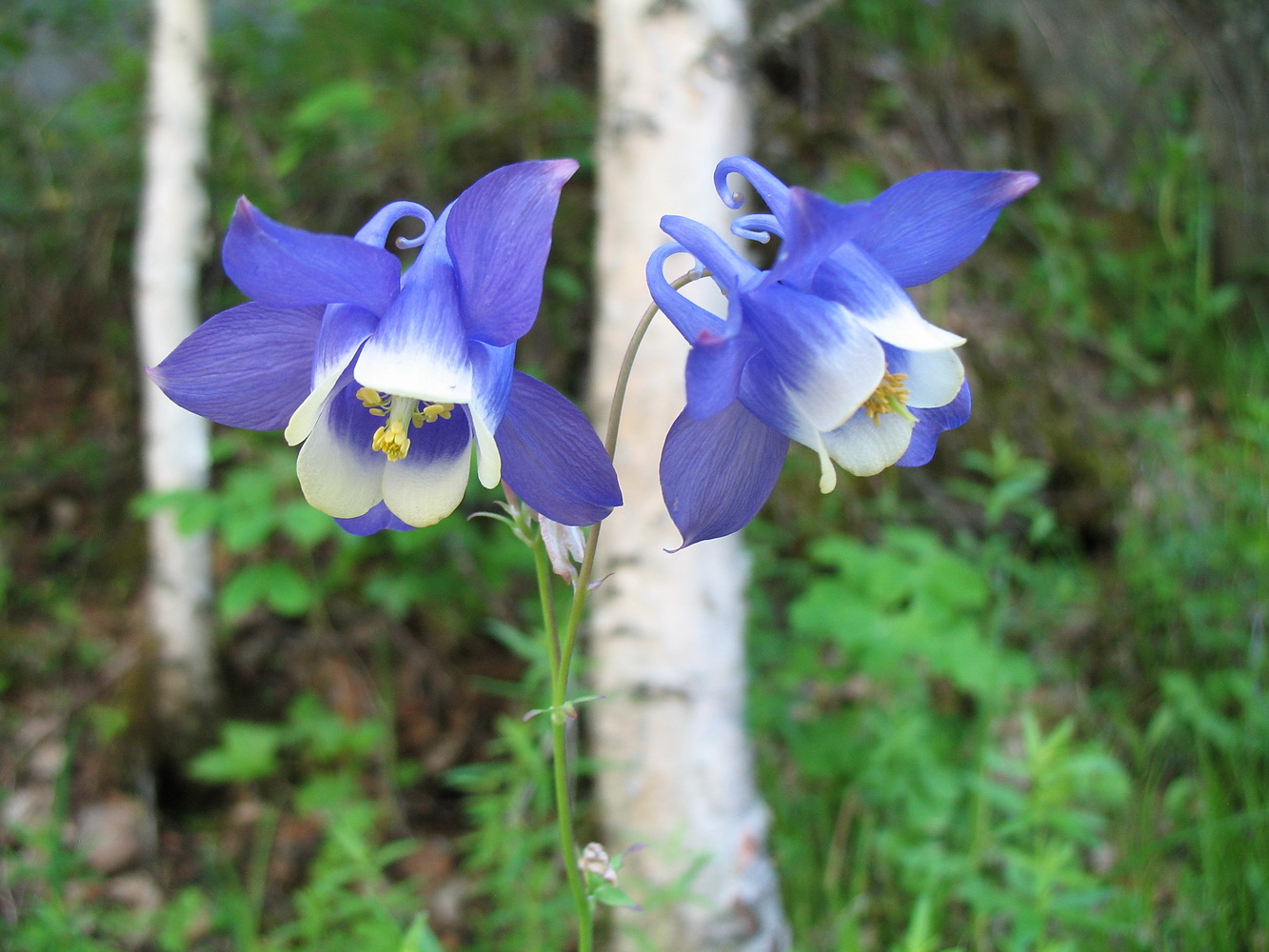 Изображение особи Aquilegia sibirica.