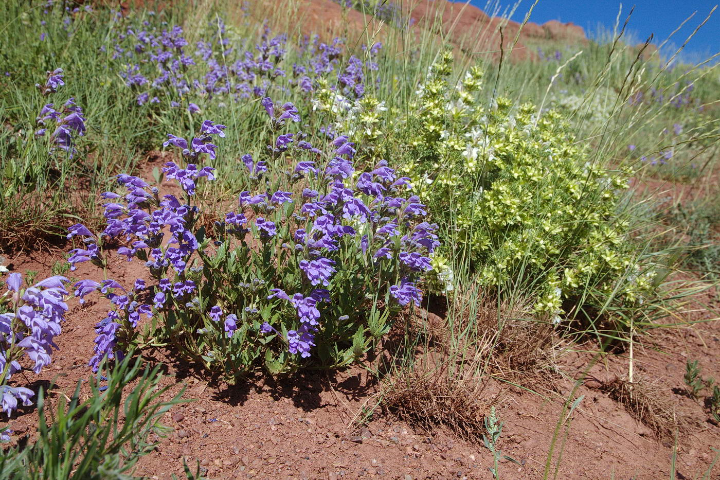 Изображение особи Dracocephalum diversifolium.