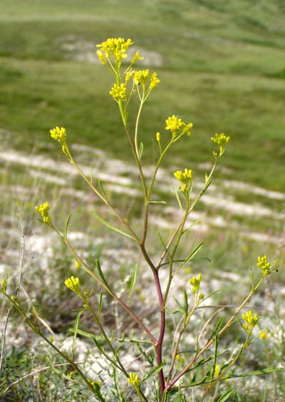 Изображение особи Erucastrum cretaceum.