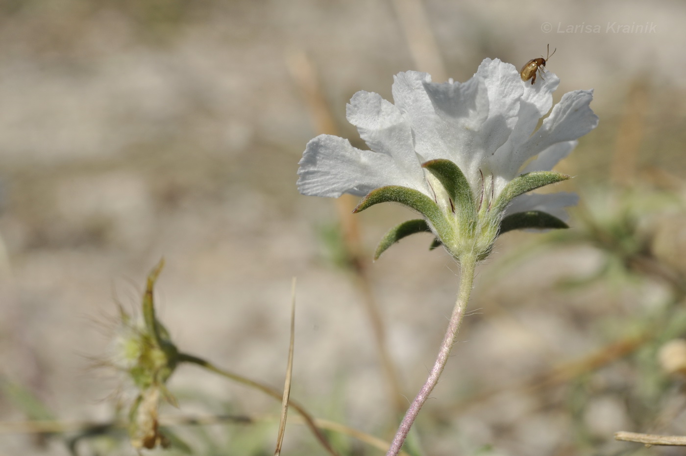 Image of Lomelosia argentea specimen.