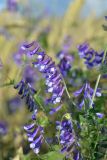 Vicia villosa