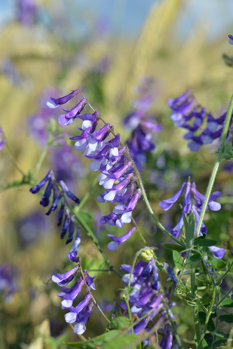 Изображение особи Vicia villosa.