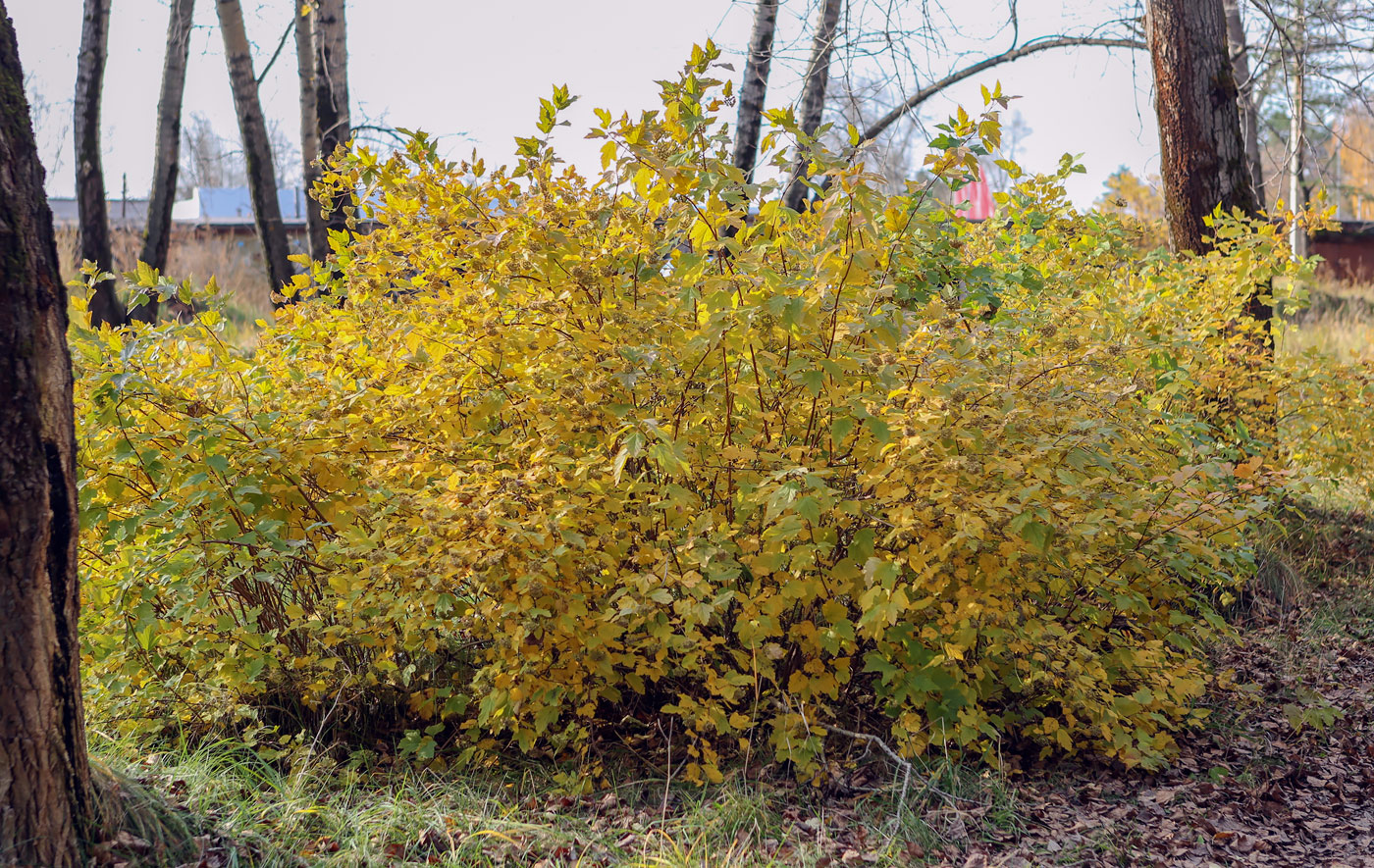 Image of Physocarpus opulifolius specimen.