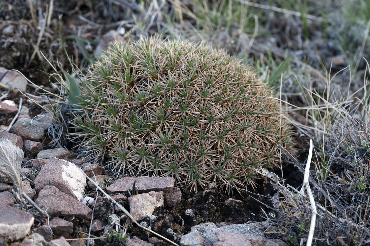 Image of Acantholimon alatavicum specimen.