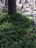 Lycopodium annotinum