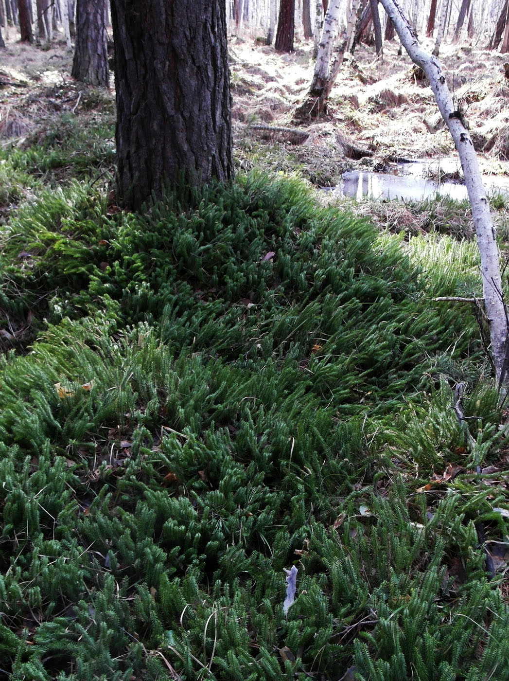 Изображение особи Lycopodium annotinum.