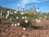 Dianthus tetralepis. Цветущее растение. Южный Казахстан, вост. предгорья хр. Сырдарьинский Каратау, Закаратауская равнина (возвышенность), сев. побережье оз. Ащиколь, пестроцветы. 5 мая 2019 г.