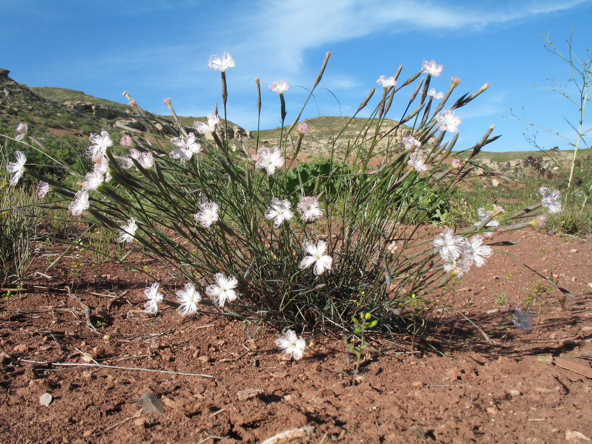 Image of Dianthus tetralepis specimen.