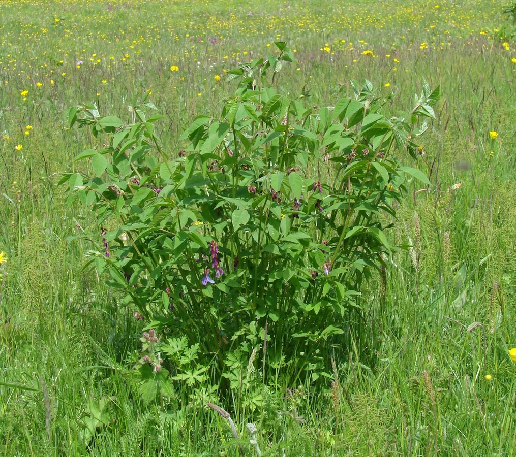 Изображение особи Vicia baicalensis.