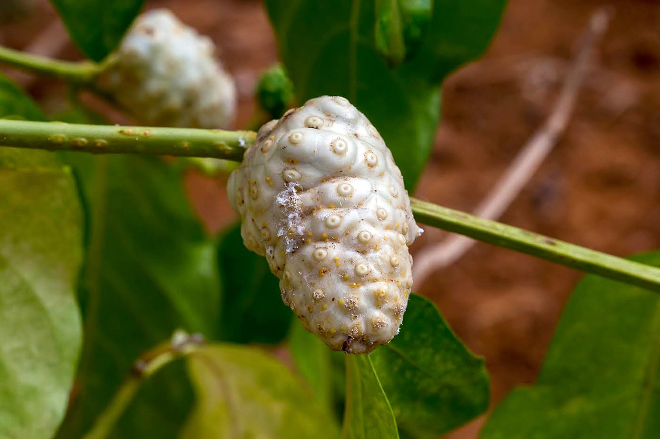 Image of Morinda citrifolia specimen.