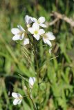 Cardamine californica. Соцветие с цветками и завязавшимися плодами. США, Калифорния, Сан-Франциско, на склоне горы, возле смотровой площадки. 15.02.2017.