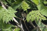 Conioselinum chinense