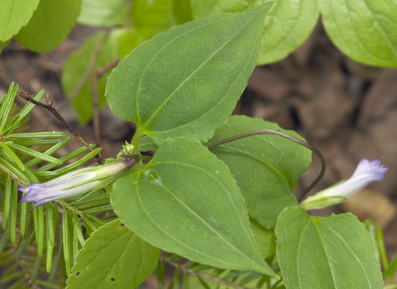 Image of Crawfurdia japonica specimen.