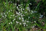 Cerastium arvense. Цветущие растения. Алтай, Кош-Агачский р-н, долина р. Верхняя Карасу, ≈ 1100 м н.у.м., опушка березняка. 22.06.2019.