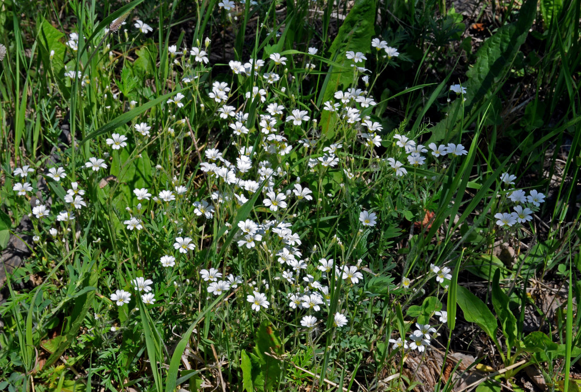 Изображение особи Cerastium arvense.