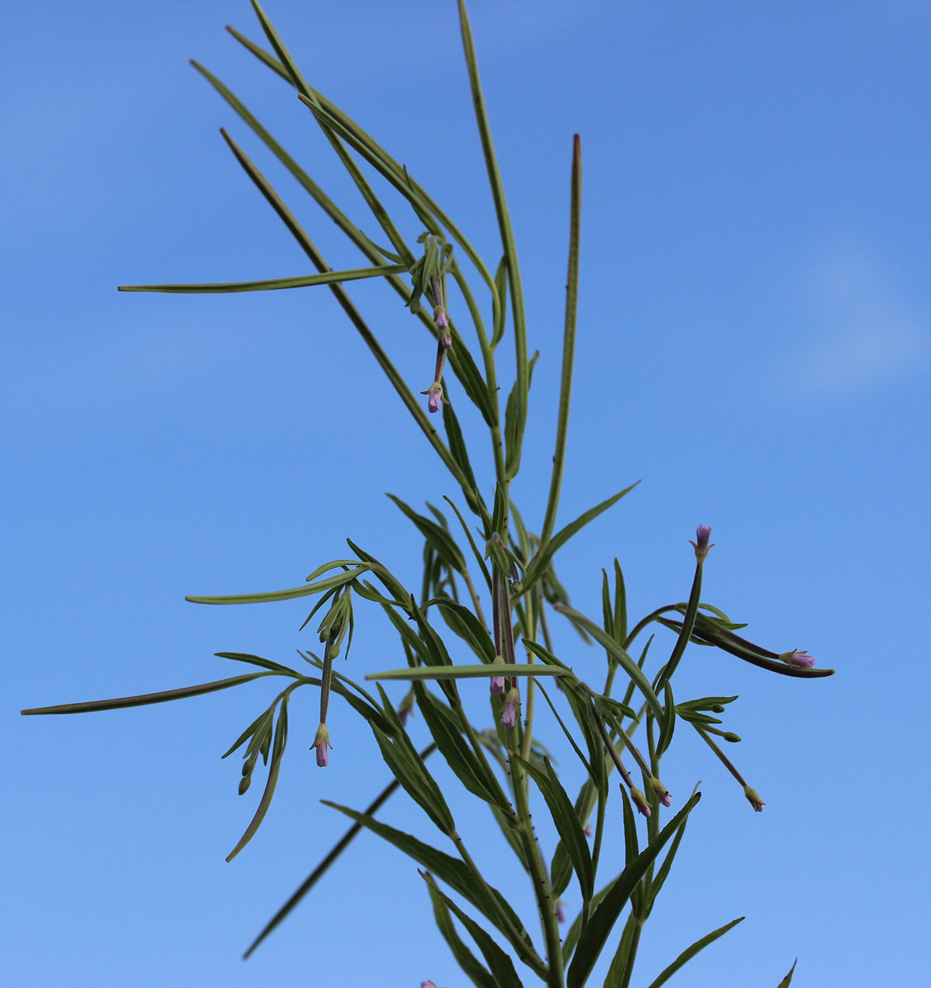 Image of Epilobium palustre specimen.