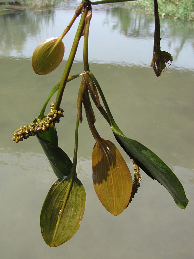 Image of Potamogeton nodosus specimen.