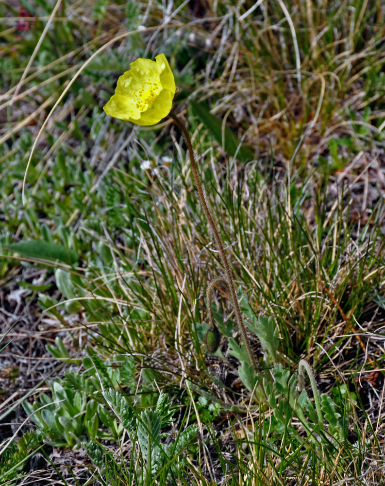 Изображение особи род Papaver.