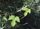 Ipomoea indica