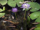 Nymphaea violacea. Цветки и бутоны. Австралия, северо-западный Квинсленд, национальный парк Boodjamulla (Lawn Hill), маленькое болотце возле р. Lawn Hill; конец сухого сезона (сезон gurreng). 13.10.2009.