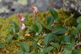 Salix arctica